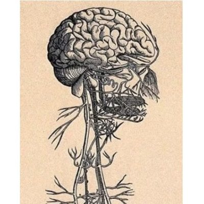 Image for The Vagus Nerve and Frequency Specific Microcurrent